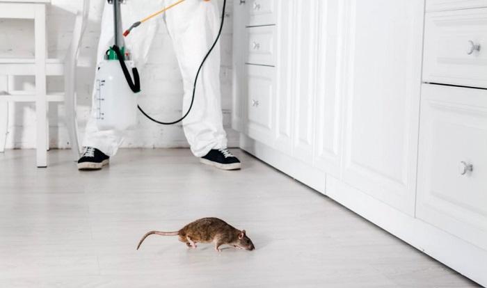уничтожение мышей и крыс