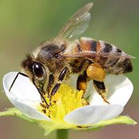 Обработка от пчёл и ос