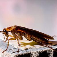 Уничтожение тараканов недорого